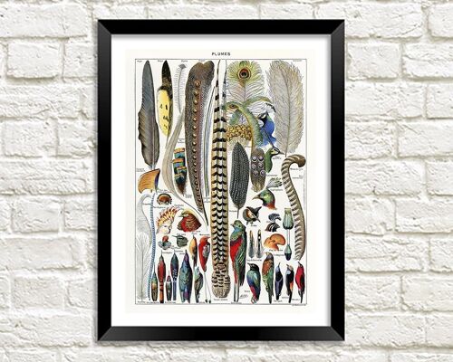 FEATHERS PRINT: Vintage Plumes Art Illustration - A3