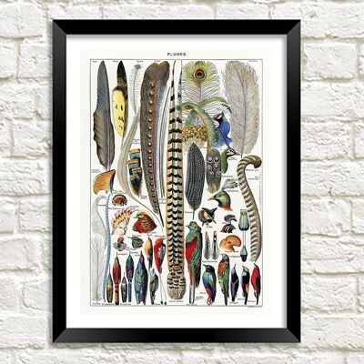 FEATHERS PRINT: Vintage Plumes Art Illustration - 24 x 36"