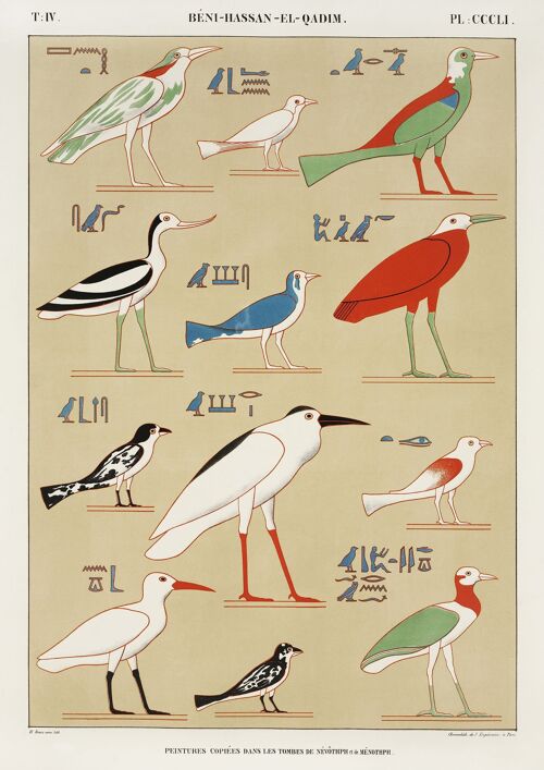 EGYPTIAN BIRDS PRINTS: Vintage Bird Types Art Illustrations - A3 - Left print