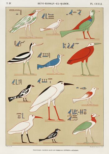 IMPRESSIONS D'OISEAUX ÉGYPTIENS : Illustrations d'art de types d'oiseaux vintage - A3 - Impression à gauche