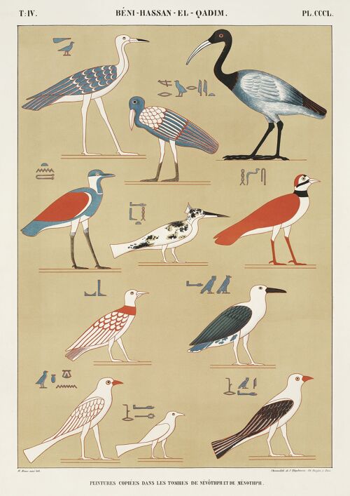 EGYPTIAN BIRDS PRINTS: Vintage Bird Types Art Illustrations - 16 x 24" - Right print