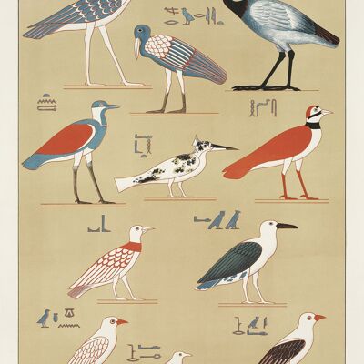 EGYPTIAN BIRDS PRINTS: Vintage Bird Types Art Illustrations - 16 x 24" - Right print
