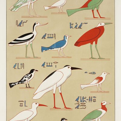 EGYPTIAN BIRDS PRINTS: Vintage Bird Types Art Illustrations - 24 x 36" - Left print