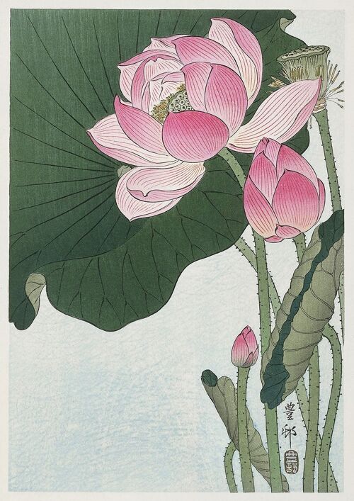 LILY AND LOTUS PRINTS: Japanese Artworks by Ohara Koson - A5 - Blooming Lotus Flowers