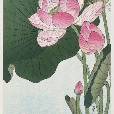 LILY AND LOTUS PRINTS: Oeuvres d'art japonaises par Ohara Koson - A5 - Fleurs de lotus en fleurs