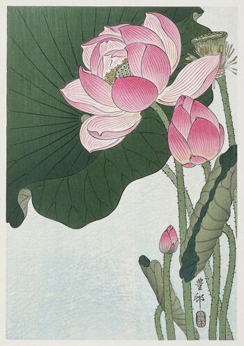 LILY AND LOTUS PRINTS: Oeuvres d'art japonaises par Ohara Koson - A5 - Fleurs de lotus en fleurs