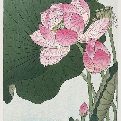LILY AND LOTUS PRINTS: Japanese Artworks by Ohara Koson - A5 - Blooming Lotus Flowers