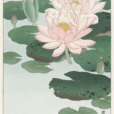 Lilien- und Lotusdrucke: Japanische Kunstwerke von Ohara Koson – A5 – Seerose