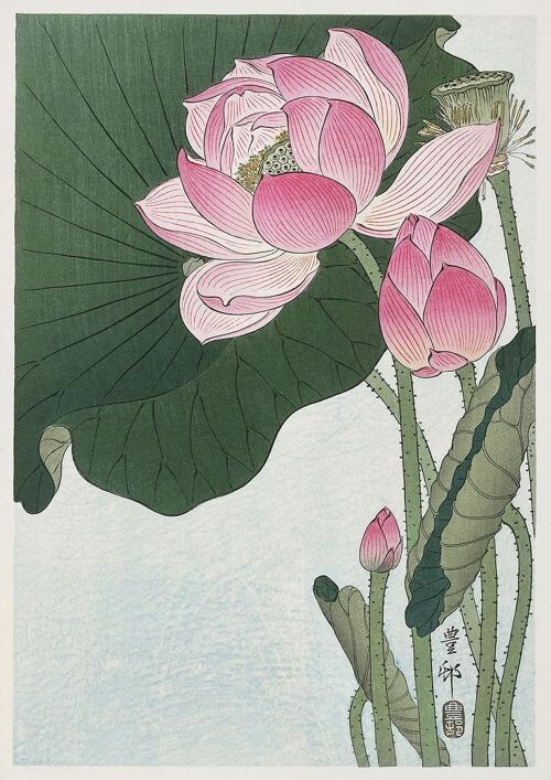 LILY AND LOTUS PRINTS: Japanese Artworks by Ohara Koson - A4 - Blooming Lotus Flowers
