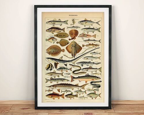 VINTAGE FISH POSTER: French Poissons Art Print - A4