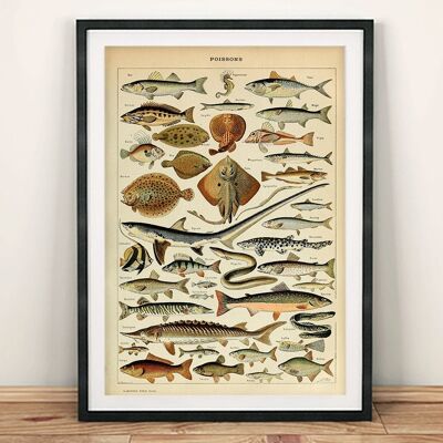 POSTER DI PESCE VINTAGE: Stampa artistica di Poissons francese - A4