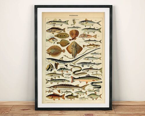 VINTAGE FISH POSTER: French Poissons Art Print - 24 x 36"