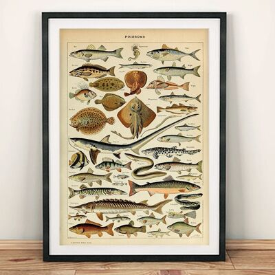VINTAGE FISH POSTER: French Poissons Art Print - 24 x 36"