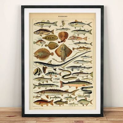 VINTAGE FISH POSTER : French Poissons Art Print - 16 x 24"