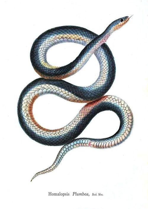 SNAKE PRINTS: Vintage Reptile Art Illustrations - A5 - White