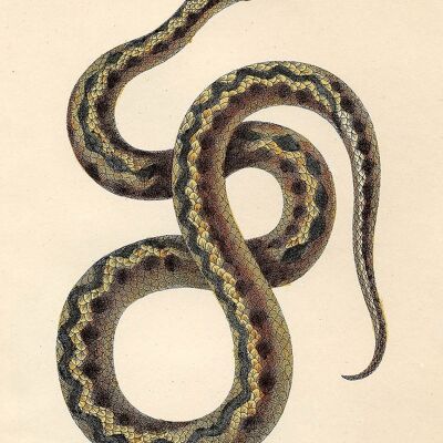 STAMPE SERPENTI: Illustrazioni d'arte di rettili vintage - A5 - Marrone