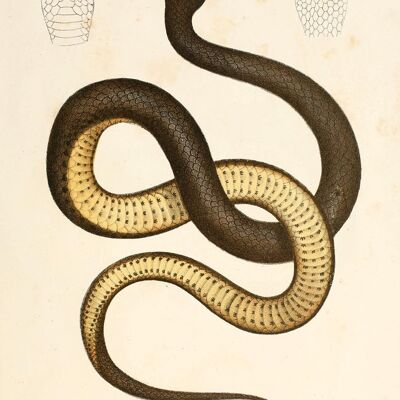 STAMPE SERPENTI: Illustrazioni d'arte di rettili vintage - A5 - Nero