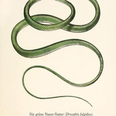 SNAKE PRINTS: Vintage Reptile Art Illustrations - A5 - Green