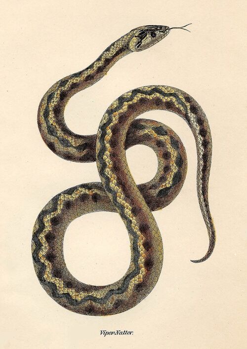 SNAKE PRINTS: Vintage Reptile Art Illustrations - A4 - Brown