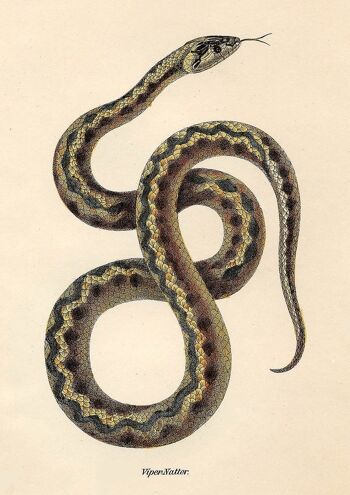 SNAKE PRINTS: Illustrations d'art de reptiles vintage - A4 - Marron