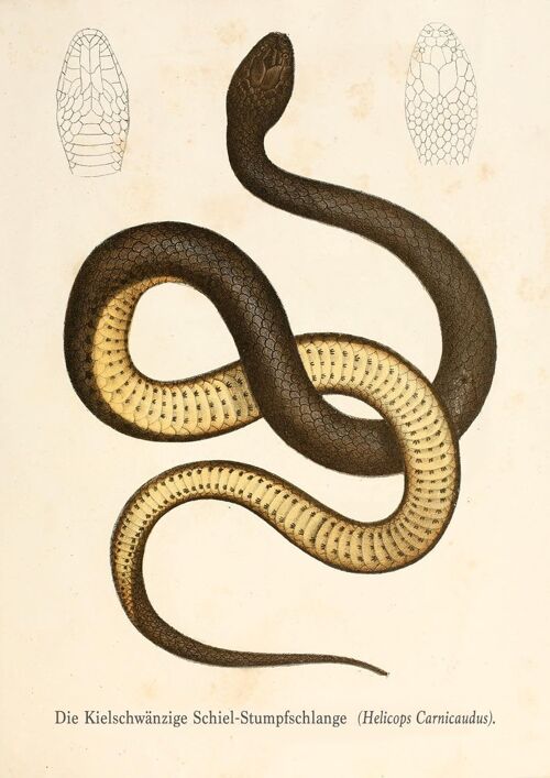 SNAKE PRINTS: Vintage Reptile Art Illustrations - A4 - Black