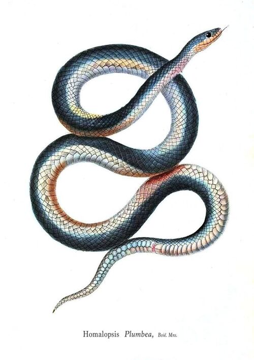 SNAKE PRINTS: Vintage Reptile Art Illustrations - A3 - White