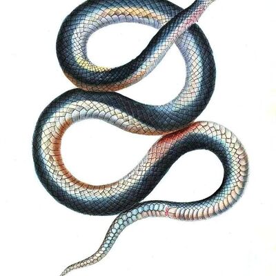 SNAKE PRINTS: Vintage Reptile Art Illustrationen – A3 – Weiß