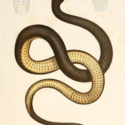SNAKE PRINTS: Vintage Reptile Art Illustrations - A3 - Black