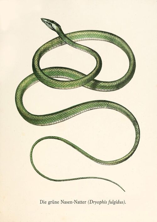 SNAKE PRINTS: Vintage Reptile Art Illustrations - A3 - Green