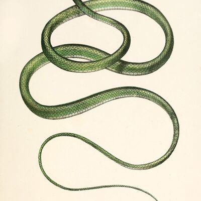 STAMPE SERPENTI: Illustrazioni d'arte di rettili vintage - A3 - verde