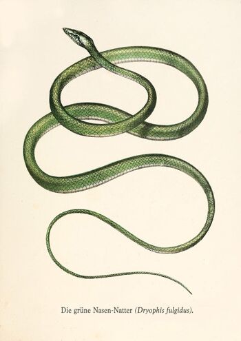 SNAKE PRINTS: Illustrations d'art de reptiles vintage - A3 - Vert
