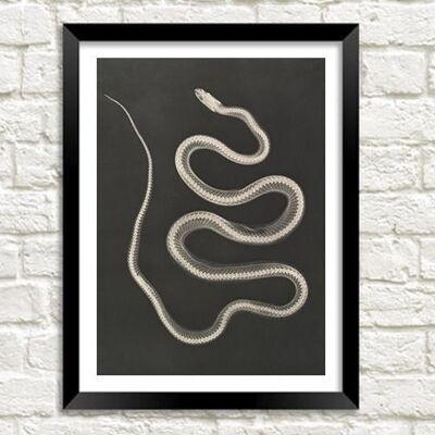 IMPRESSION DE SERPENT : Art radiographique vintage - A5