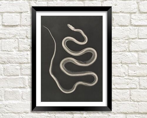 SNAKE PRINT: Vintage X-Ray Art - A3