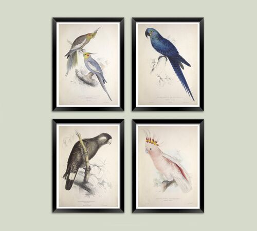 PARROT AND PARAKEET PRINTS: Vintage Bird Art Illustrations - A3 - Set of 4 prints