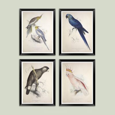 STAMPE PAPPAGALLO E PARAKEET: Illustrazioni d'arte vintage di uccelli - A3 - Set di 4 stampe