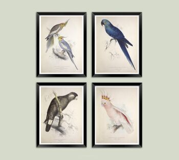 IMPRESSIONS DE PERROQUET ET DE PERRUCHE : Illustrations d'art d'oiseau vintage - A3 - Ensemble de 4 estampes