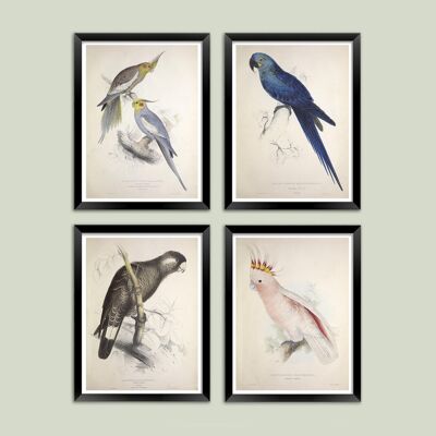 Papagei- und Sittich-Drucke: Vintage-Vogel-Kunstillustrationen – A4 – Set mit 4 Drucken
