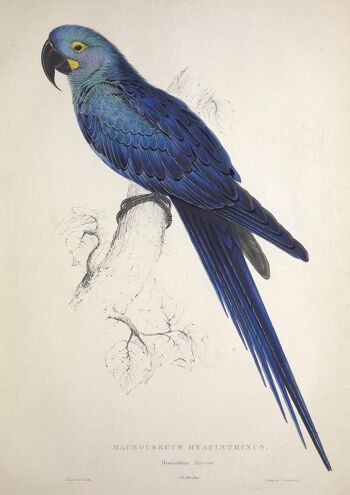 IMPRESSIONS DE PERROQUETS ET DE PERRUCHES : Illustrations d'art d'oiseaux vintage - A3 - Perroquet bleu