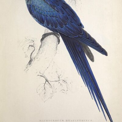 PARROT AND PARAKEET PRINTS: Vintage Bird Art Illustrations - A3 - Blue parrot