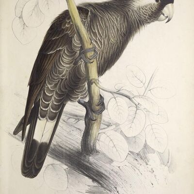 PARROT AND PARAKEET PRINTS: Vintage Bird Art Illustrations - A3 - Black parrot