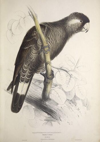 IMPRESSIONS DE PERROQUETS ET DE PERRUCHES : Illustrations d'art d'oiseaux vintage - A3 - Perroquet noir