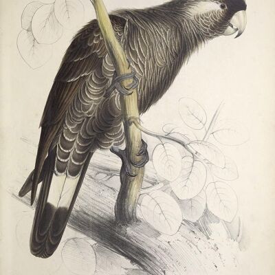 PARROT AND PARAKEET PRINTS: Vintage Bird Art Illustrations - A3 - Black parrot