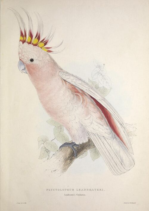 PARROT AND PARAKEET PRINTS: Vintage Bird Art Illustrations - A3 - Pink parrot