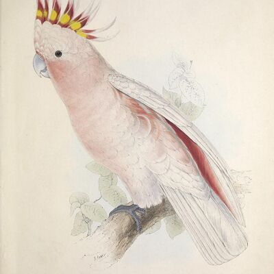 PARROT AND PARAKEET PRINTS: Vintage Bird Art Illustrations - A3 - Pink parrot