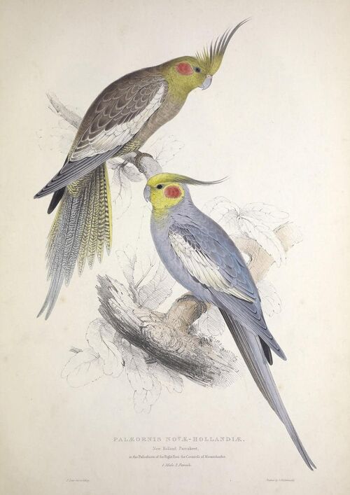 PARROT AND PARAKEET PRINTS: Vintage Bird Art Illustrations - A3 - Grey parrots