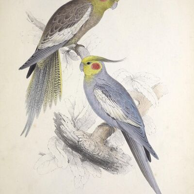 STAMPE DI PAPPAGALLO E PARAKEET: Illustrazioni d'arte di uccelli vintage - A3 - pappagalli grigi