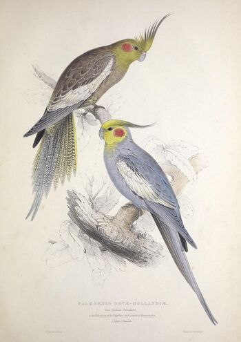 IMPRESSIONS DE PERROQUETS ET DE PERRUCHES : Illustrations d'art d'oiseaux vintage - A3 - Perroquets gris