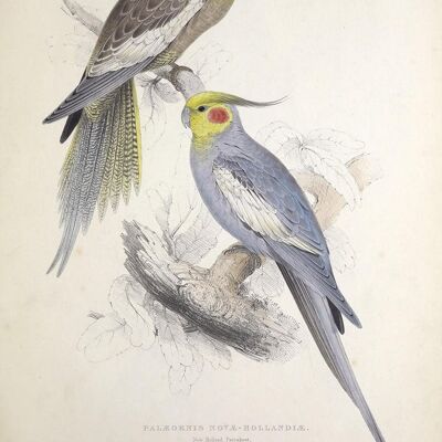 STAMPE DI PAPPAGALLO E PARAKEET: Illustrazioni d'arte di uccelli vintage - A3 - pappagalli grigi