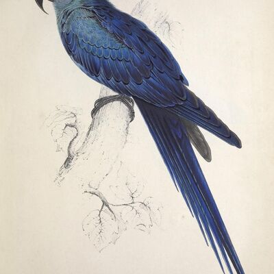 PARROT AND PARAKEET PRINTS: Vintage Bird Art Illustrations - A4 - Blue parrot