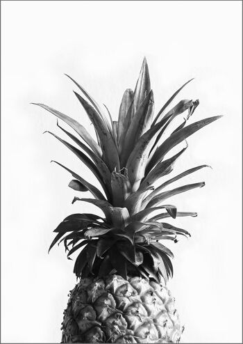 IMPRESSION D'ANANAS : Art de la photographie noir et blanc - 16 x 24"